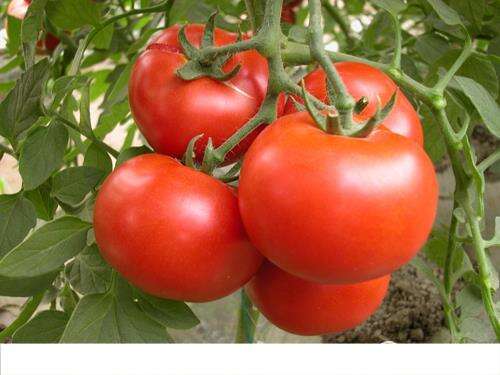 吃番茄减肥最快