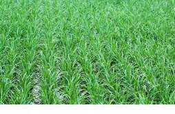 绿竹米适合什么人吃 绿竹米的功效与作用及食用方法