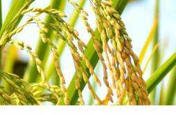 绿竹米蒸米饭多长时间 绿竹米蒸米饭多长时间好