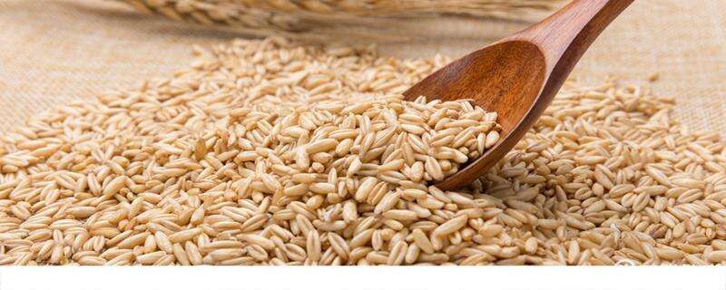 燕麦米有减肥功效吗