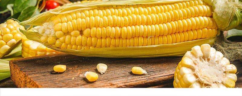 彩色玉米是转基因吗