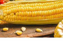 彩色玉米是转基因吗 彩色玉米是不是转基因
